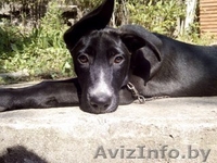 Щенки в ДАР!! Щенок в дар! - Изображение #2, Объявление #1153698