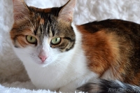 Кошечка Алиса в дар! - Изображение #4, Объявление #1141288