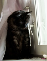 Необычный котик в дар! - Изображение #10, Объявление #1149883