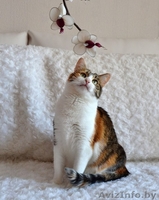 Кошечка Алиса в дар! - Изображение #5, Объявление #1141288