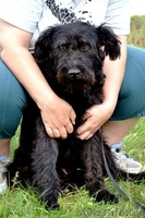 Красотка с янтарными глазами ищет дом! - Изображение #6, Объявление #1139073