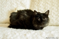 Необычный котик в дар! - Изображение #6, Объявление #1149883