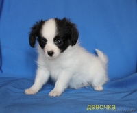 Предлагаем щенков папийона  - Изображение #2, Объявление #1134101