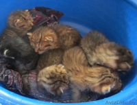 Котята на передержку или в дар! СРОЧНО! - Изображение #1, Объявление #1149255