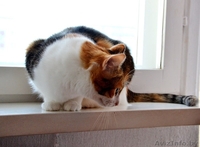 Кошечка Алиса в дар! - Изображение #9, Объявление #1141288