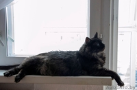 Необычный котик в дар! - Изображение #5, Объявление #1149883