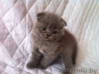 Котята британские и вислоухие скоттиш-фолд - Изображение #2, Объявление #1148520