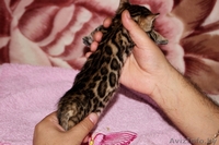 Бенгальские котята для души и в разведение - Изображение #1, Объявление #1147486