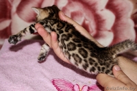 Бенгальские котята для души и в разведение - Изображение #2, Объявление #1147486