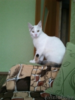 АЛИСА - ТРЕХЦВЕТНАЯ БЛОНДИНКА В ДАР!!! - Изображение #3, Объявление #1154156