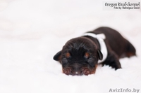 Продам Прекрасных Щенков Добермана - Изображение #2, Объявление #846185