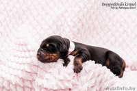 Продам Прекрасных Щенков Добермана - Изображение #3, Объявление #846185