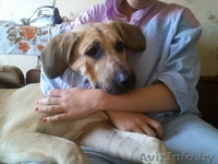 Найдена собака!!!Нужна помощь!!! - Изображение #3, Объявление #1147806