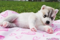 Щенки Сибирского Хаски - Изображение #1, Объявление #1148296