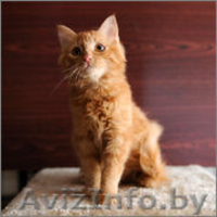 Солнечная малышка в дар! - Изображение #2, Объявление #1143387