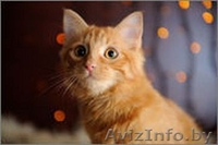 Солнечная малышка в дар! - Изображение #1, Объявление #1143387