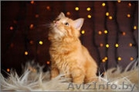 Солнечная малышка в дар! - Изображение #7, Объявление #1143387