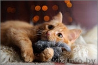 Солнечная малышка в дар! - Изображение #8, Объявление #1143387