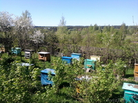 Улья с пчелами и медом - Изображение #2, Объявление #1147750