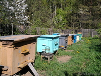 Улья с пчелами и медом - Изображение #3, Объявление #1147750