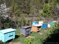 Улья с пчелами и медом - Изображение #1, Объявление #1147750