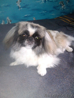 ОЧАРОВАШКИ Девочка и мальчик пекинесики - Изображение #2, Объявление #1142722