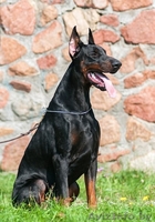 Продам Прекрасных Щенков Добермана - Изображение #1, Объявление #846185