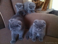 Котята британские и вислоухие скоттиш-фолд - Изображение #4, Объявление #1148520