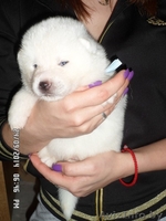 АКИТА-ИНУ щенки - Изображение #4, Объявление #1153540