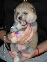 АКИТА-ИНУ щенки - Изображение #1, Объявление #1153540