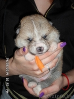 АКИТА-ИНУ щенки - Изображение #3, Объявление #1153540