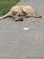 Собаке срочно нужна помощь - Изображение #2, Объявление #1145835