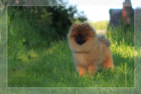 Шпиц померанский щенок Недорого - Изображение #2, Объявление #1147186