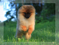 Шпиц померанский щенок Недорого - Изображение #1, Объявление #1147186