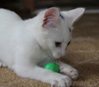 Беленькое "облачко" в дар! - Изображение #2, Объявление #1142260