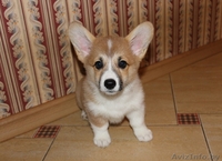 Щенки вельш корги пемброк - Изображение #1, Объявление #1134102