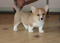 Щенки вельш корги пемброк - Изображение #2, Объявление #1134102