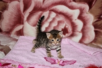 Бенгальские котята для души и в разведение - Изображение #3, Объявление #1147486
