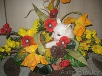 Китайской хохлатой щенки - Изображение #7, Объявление #1142639