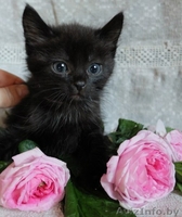 Очаровательные котодетки в добрые руки!!! - Изображение #1, Объявление #1142167