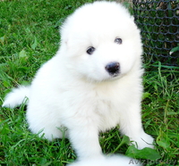 Самоед Самоедская лайка Самоедская собака - Изображение #1, Объявление #1153186