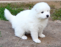 Самоед Самоедская лайка Самоедская собака - Изображение #3, Объявление #1153186