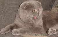Котята британские и вислоухие скоттиш-фолд - Изображение #5, Объявление #1148520