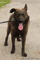 Ричи - преданный друг в добрые руки! - Изображение #6, Объявление #1154154