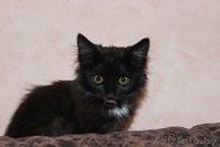 отдам в хорошие руки котенка-девочку - Изображение #3, Объявление #1147220