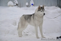 Серо-белый кобель Хаски для вязки - Изображение #2, Объявление #1148295