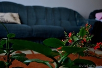 Краткосрочная aренда квартиры в Клайпеде  - Изображение #2, Объявление #1142549