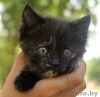 Очаровательные котодетки в добрые руки!!! - Изображение #2, Объявление #1142167