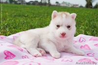 Щенки Сибирского Хаски - Изображение #2, Объявление #1148296