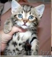 полосаты котята в дар. - Изображение #2, Объявление #1164222